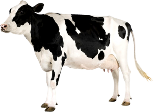 Cow