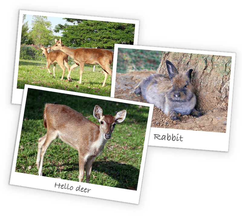 Furry-Friends-photo Furry-Friends-photo