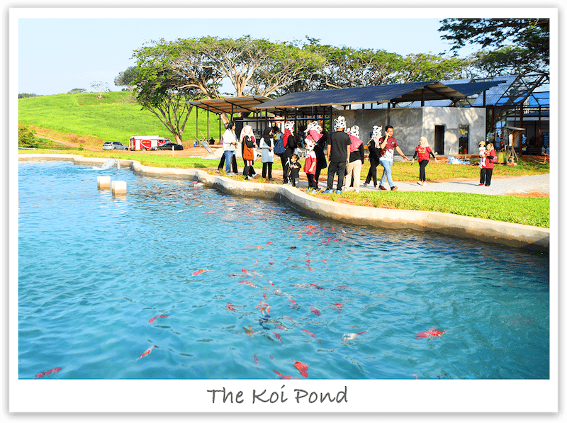 koi-pond koi-pond