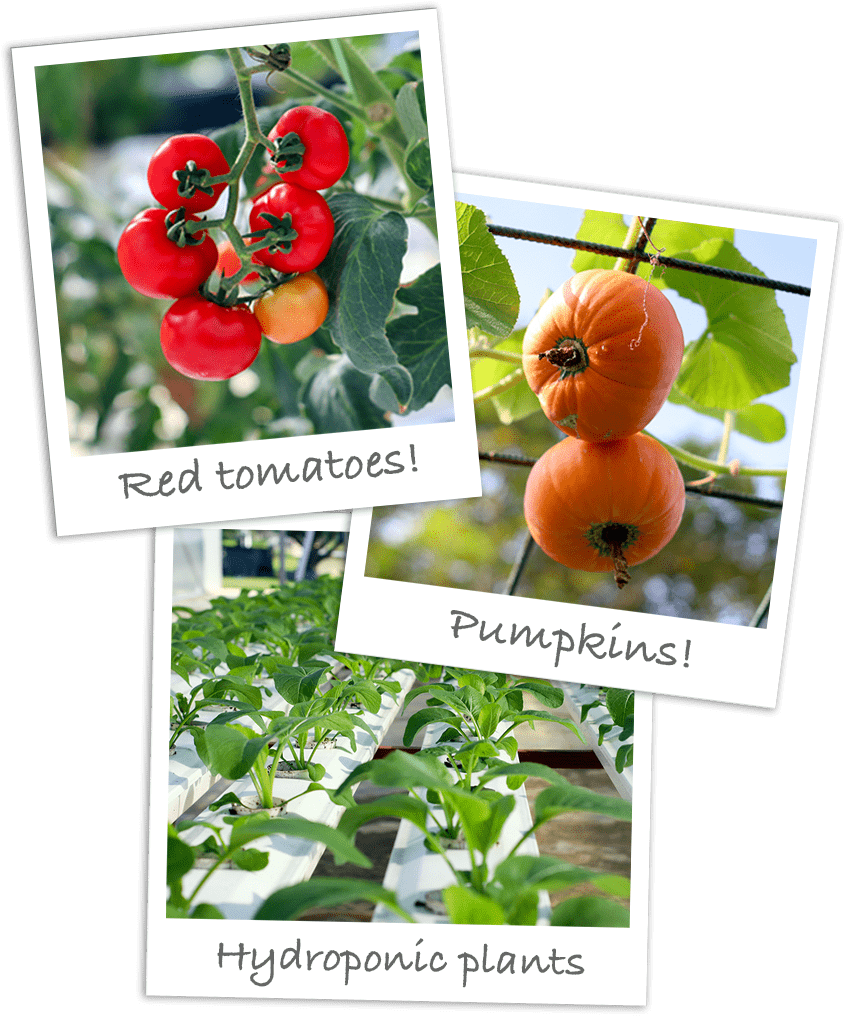 organic-farming-photos2 organic-farming-photos2